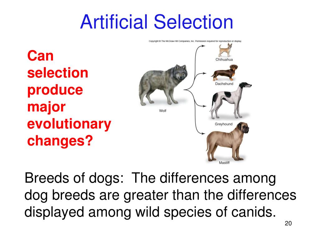 PPT The Evidence for Evolution PowerPoint Presentation, free download