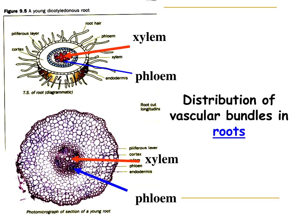 PPT state the functions of xylem and phloem. identify the positions