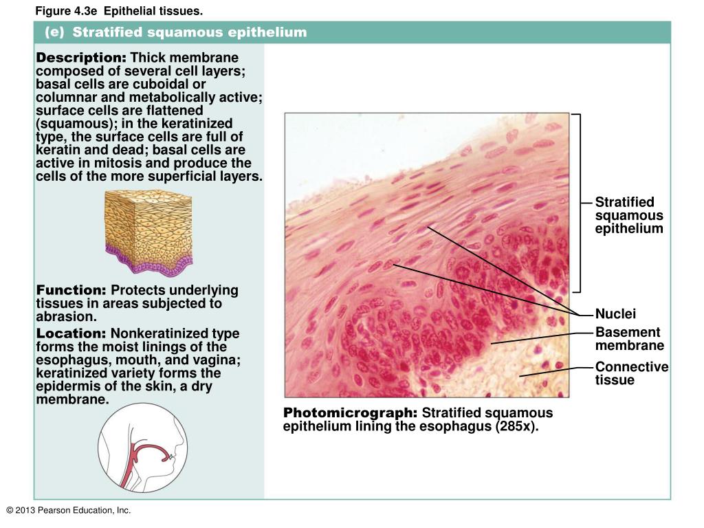 PPT Tissue The Living Fabric PowerPoint Presentation, free download