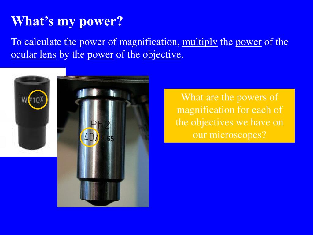 PPT Microscope Notes PowerPoint Presentation, free