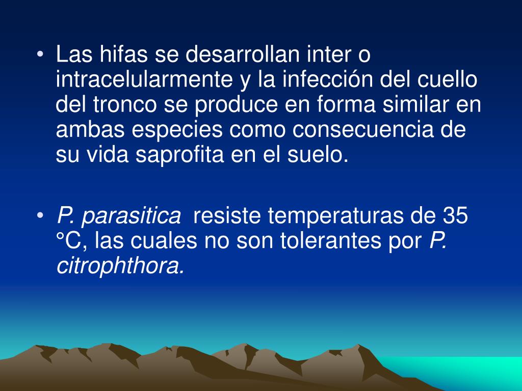 PPT GOMOSIS EN CITRICOS (Phytophthora citropthora) PowerPoint
