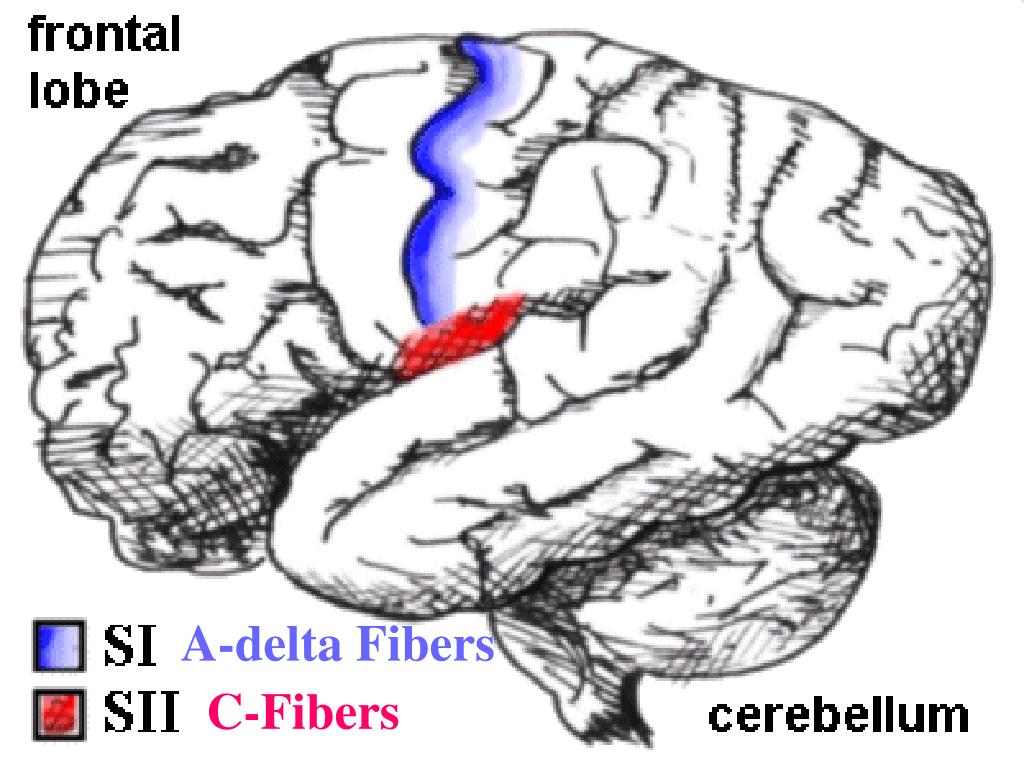 PPT Mind PowerPoint Presentation, free download ID1066639