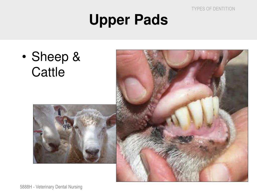 PPT Veterinary dental nursing procedures PowerPoint Presentation