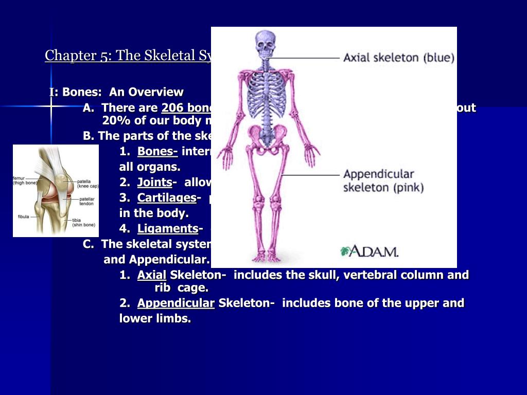 PPT Skeletal System PowerPoint Presentation, free download ID1068107