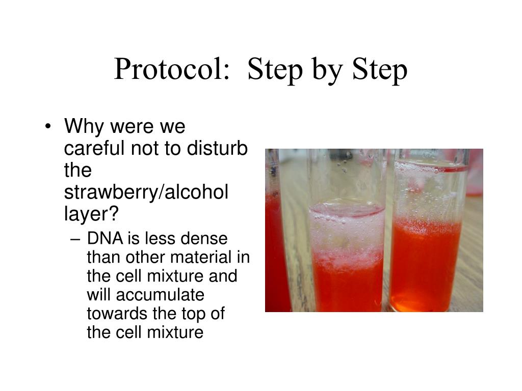 PPT - DNA Extraction from Strawberries PowerPoint Presentation, free