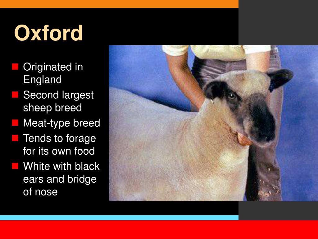 PPT Sheep Breeds PowerPoint Presentation, free download ID1069443