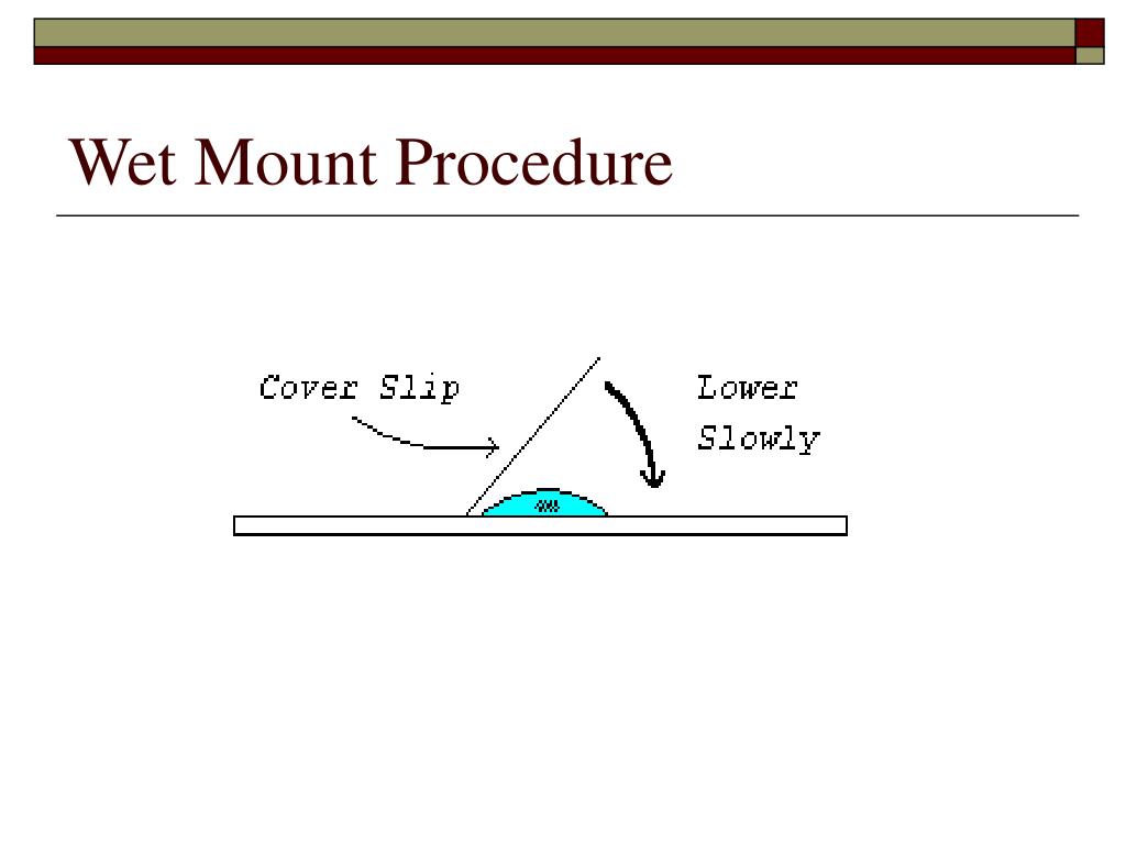 PPT Microscopic Techniques to Troubleshoot Activated Sludge, Problems