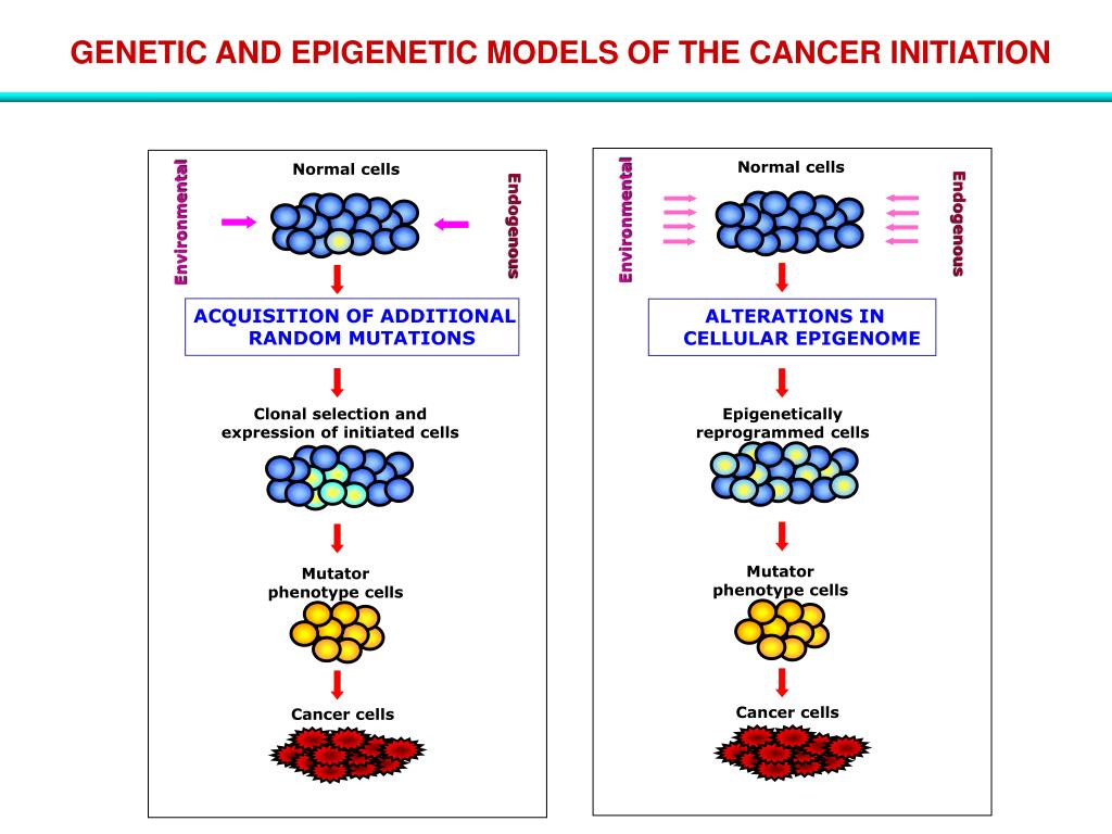 PPT ChemicalInduced Carcinogenesis PowerPoint Presentation, free