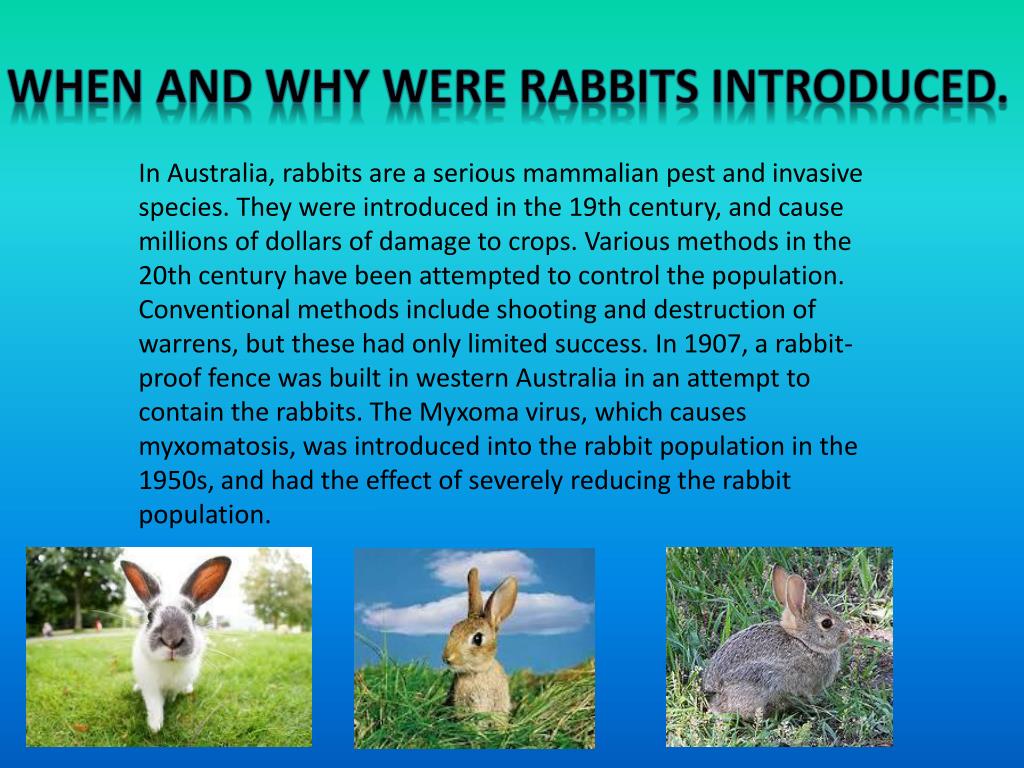 PPT Room 19 Environmental Issues PowerPoint Presentation, free