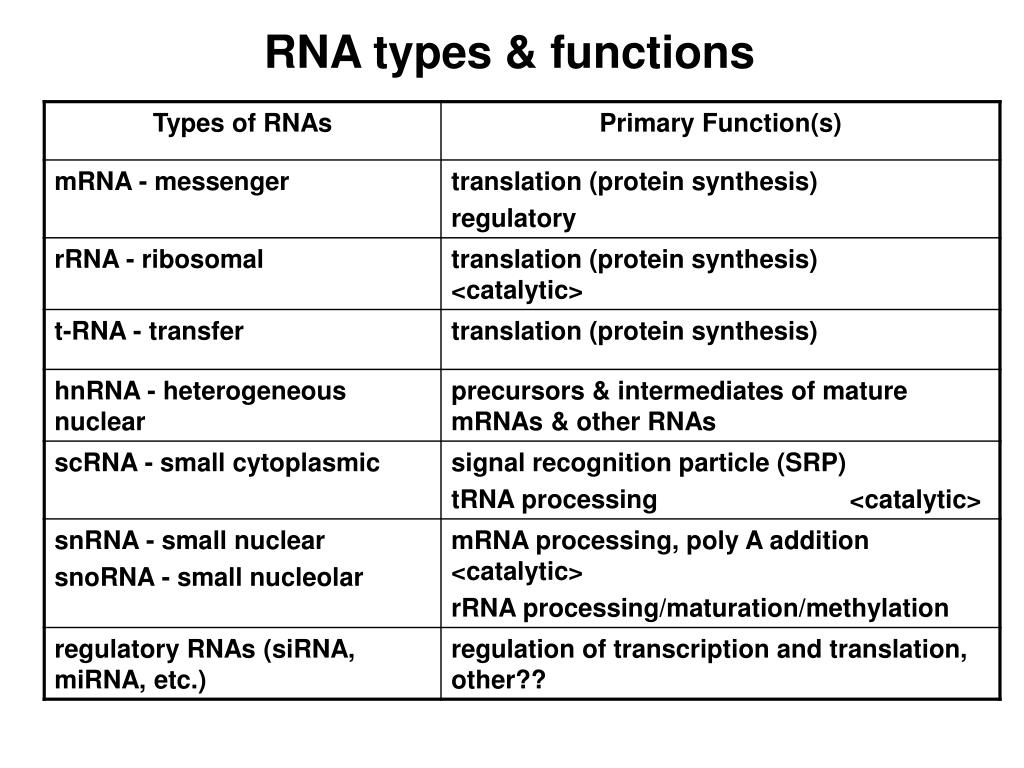 PPT RNA functions, structure and PowerPoint Presentation ID1074367