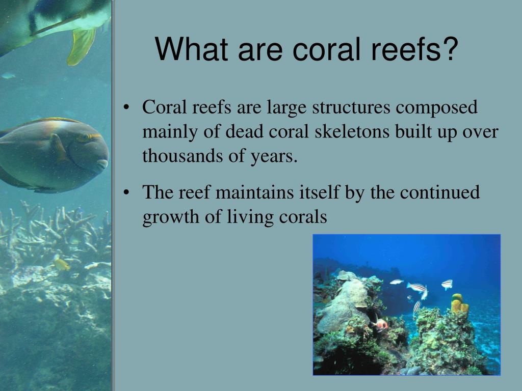 PPT Impacts of Climate Change on Coral reefs in the Caribbean