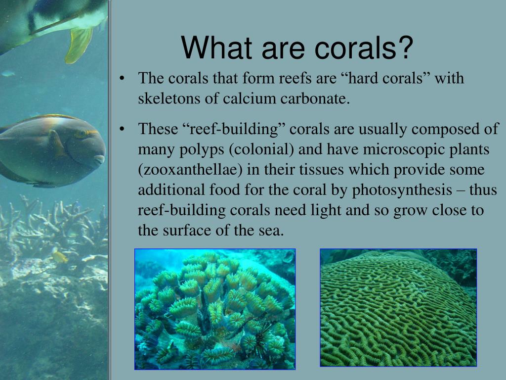 PPT Impacts of Climate Change on Coral reefs in the Caribbean