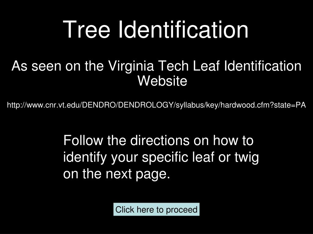 PPT Tree Identification PowerPoint Presentation, free download ID
