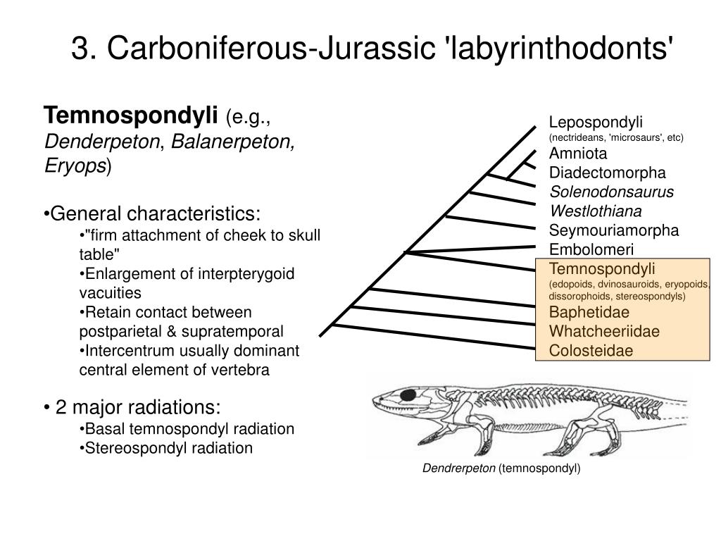 PPT Limb evolution in stemtetrapods, amphibians, and reptiles