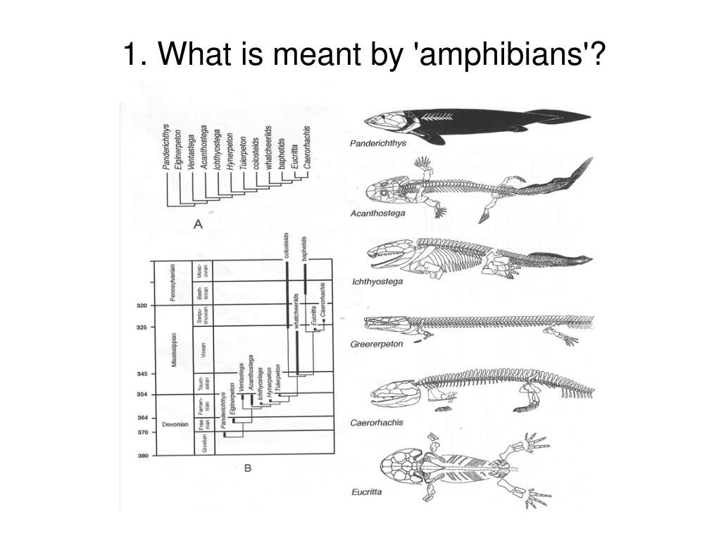 PPT Limb evolution in stemtetrapods, amphibians, and reptiles