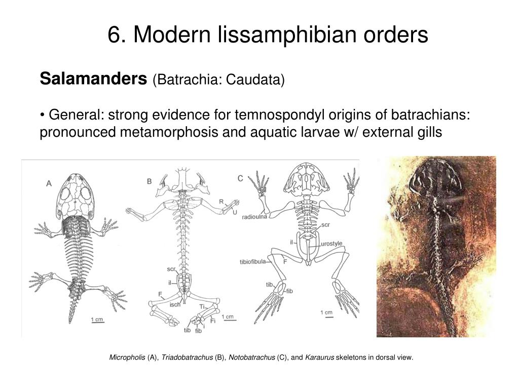 PPT Limb evolution in stemtetrapods, amphibians, and reptiles