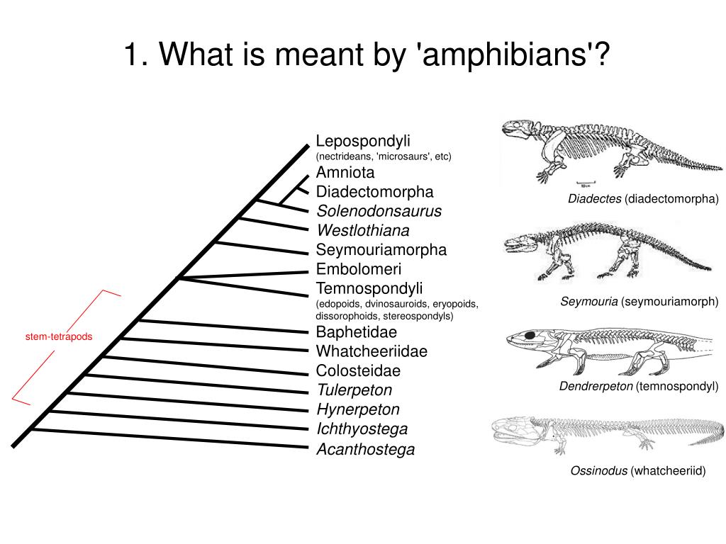 PPT Limb evolution in stemtetrapods, amphibians, and reptiles