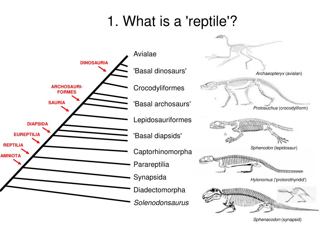 PPT Limb evolution in stemtetrapods, amphibians, and reptiles
