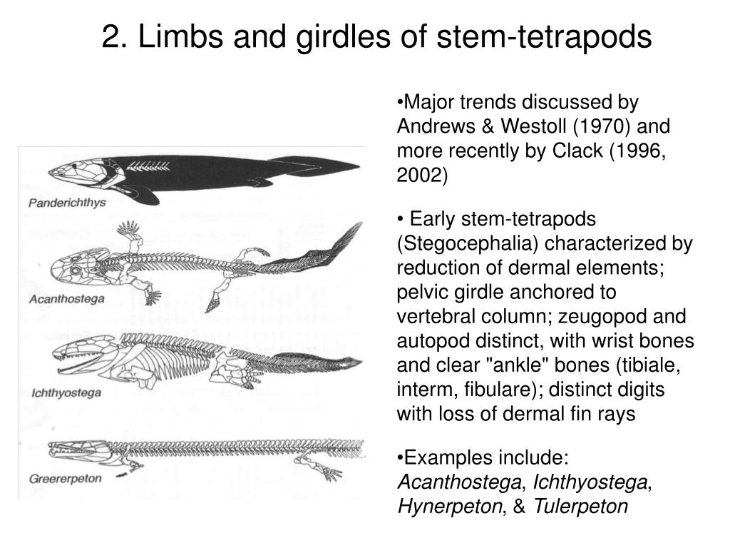 PPT Limb evolution in stemtetrapods, amphibians, and reptiles
