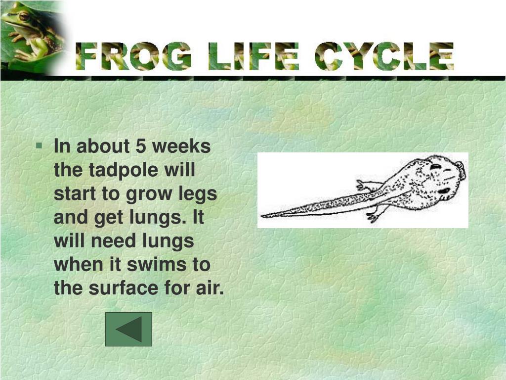 PPT From egg, to tadpole, to froglet, to frog … how a frog grows and