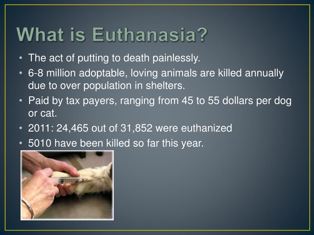 PPT Homeless Animal OverPopulation PowerPoint Presentation, free