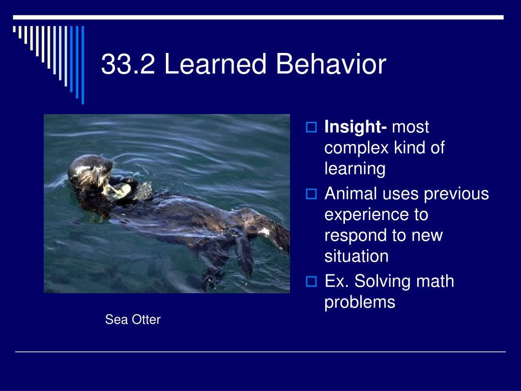 PPT Animal Behavior PowerPoint Presentation, free download ID1087455