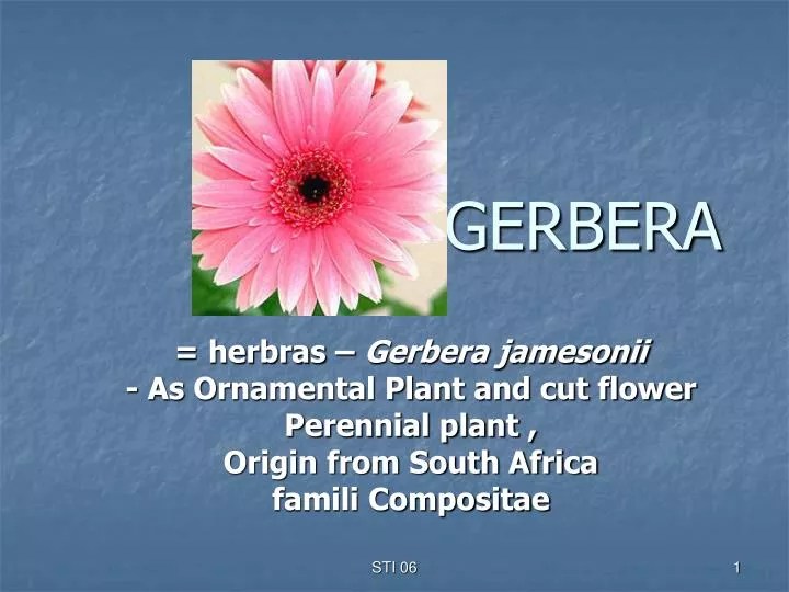 PPT GERBERA PowerPoint Presentation ID1090323