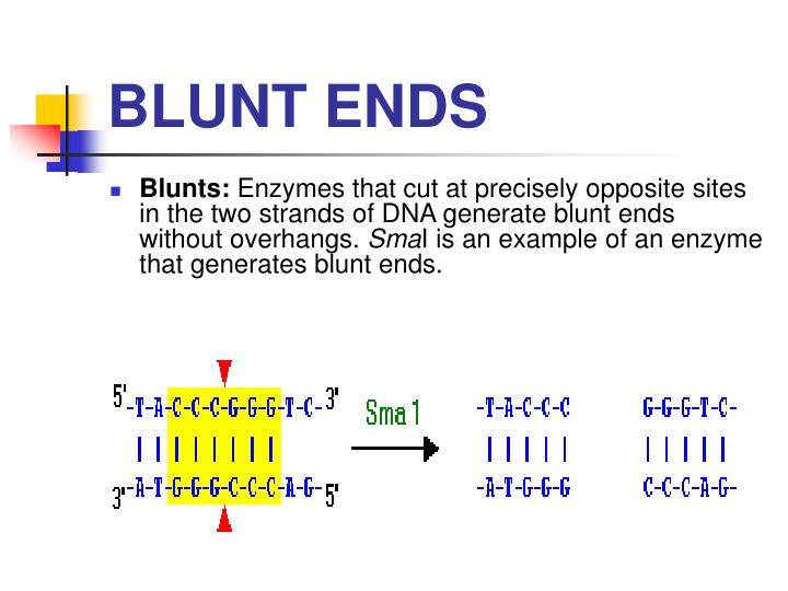PPT Principles of cloning, vectors and cloning strategies PowerPoint