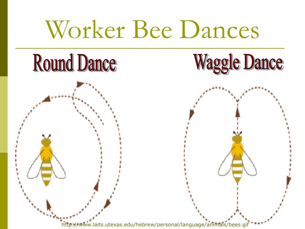 PPT The Honey Bee by Samuel PowerPoint Presentation, free download ID1093665