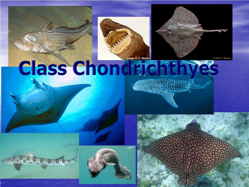 PPT Class Chondrichthyes PowerPoint Presentation, free download ID