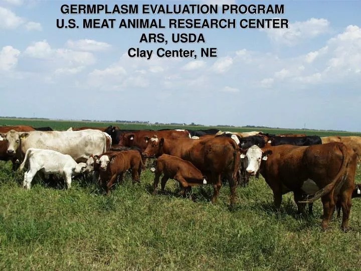 PPT GERMPLASM EVALUATION PROGRAM U.S. MEAT ANIMAL RESEARCH CENTER ARS