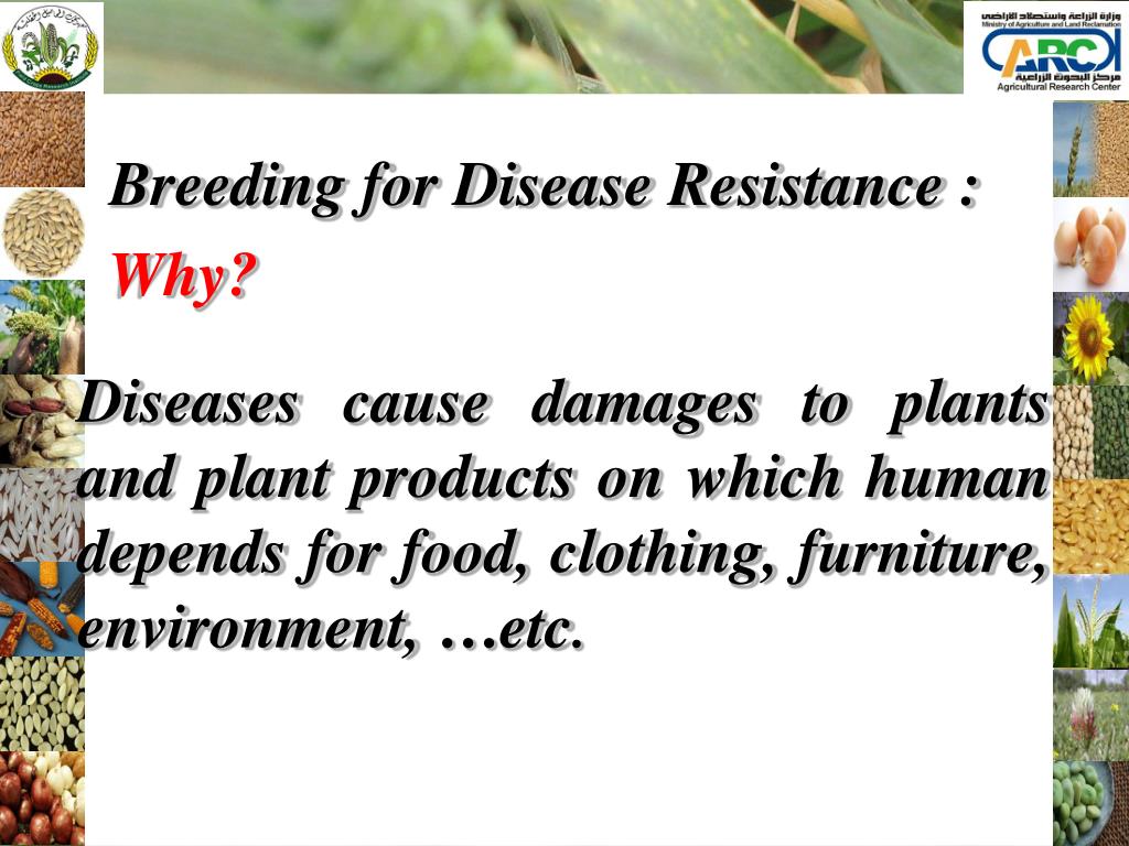 PPT Breeding for Disease Resistance Dr. Moustafa Azab Field Crops