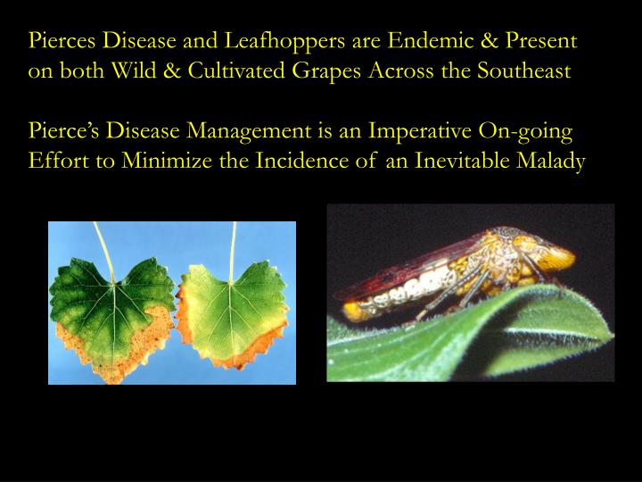 PPT Pierce’s Disease & Grape Leafroll Virus Management Options as