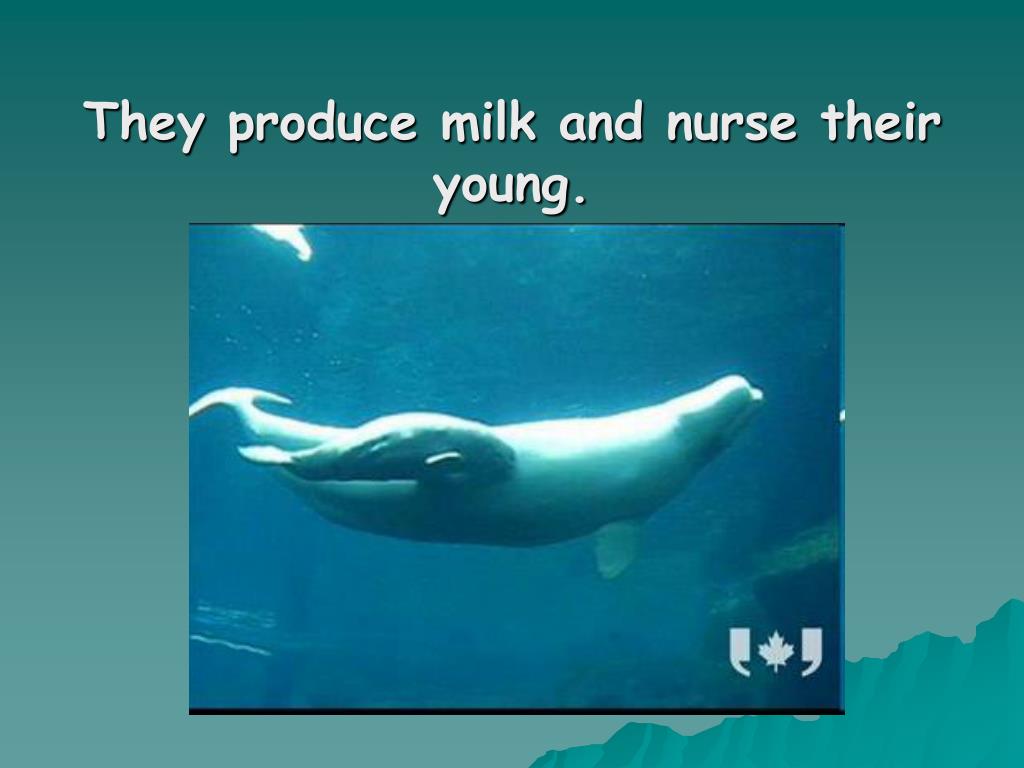 PPT MARINE MAMMALS PowerPoint Presentation, free download ID109997