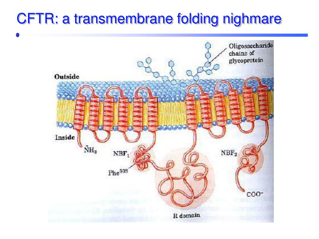 PPT Chaperones and protein folding PowerPoint Presentation, free