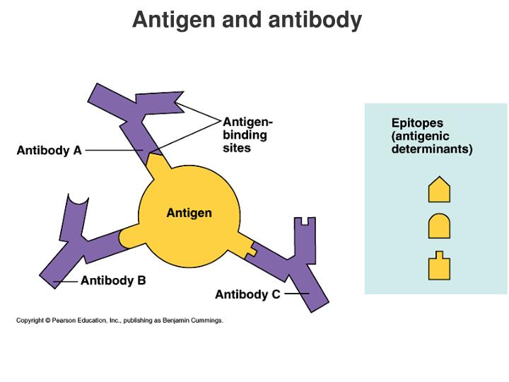 PPT Applied Immunology PowerPoint Presentation ID1101966