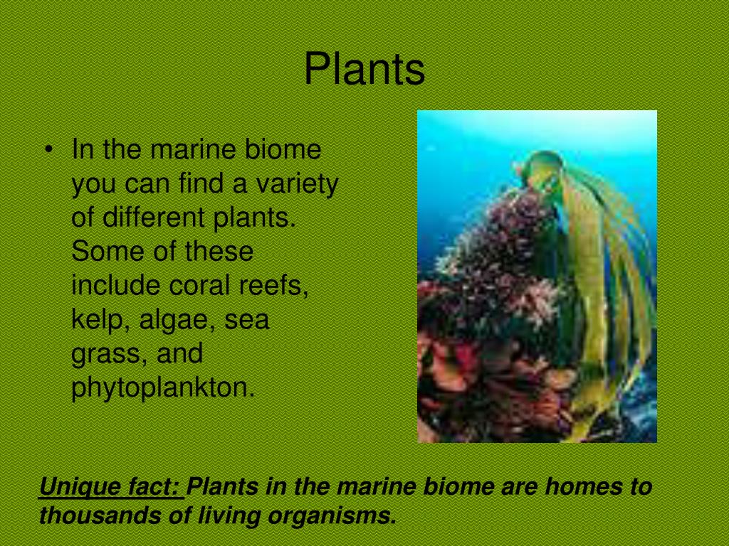 PPT Marine Biome 2 nd block Honors Biology PowerPoint Presentation