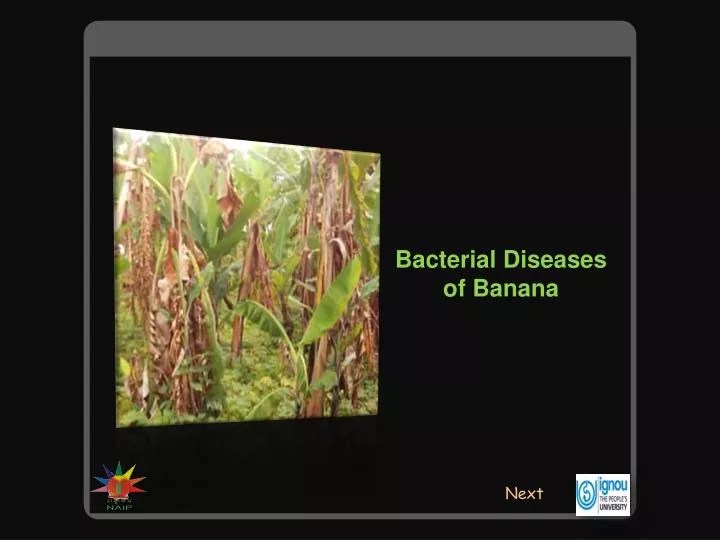 PPT Bacterial Diseases of Banana PowerPoint Presentation, free download ID1104032