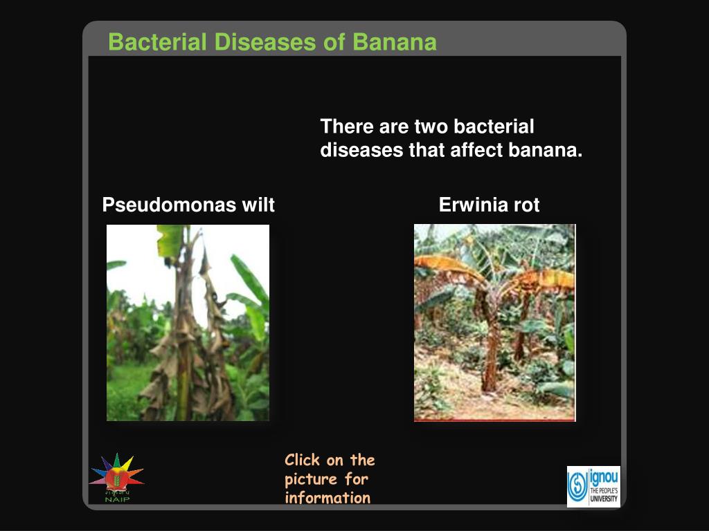PPT Bacterial Diseases of Banana PowerPoint Presentation, free download ID1104032