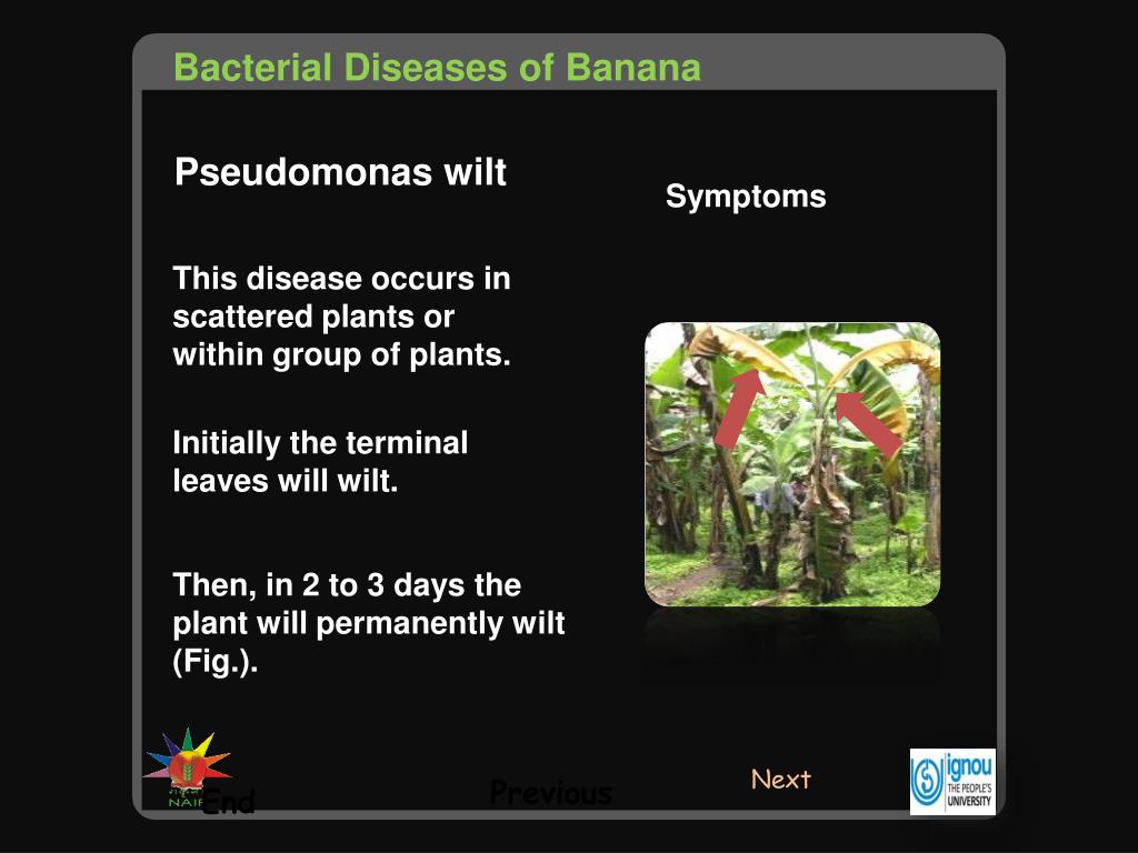 PPT Bacterial Diseases of Banana PowerPoint Presentation, free download ID1104032