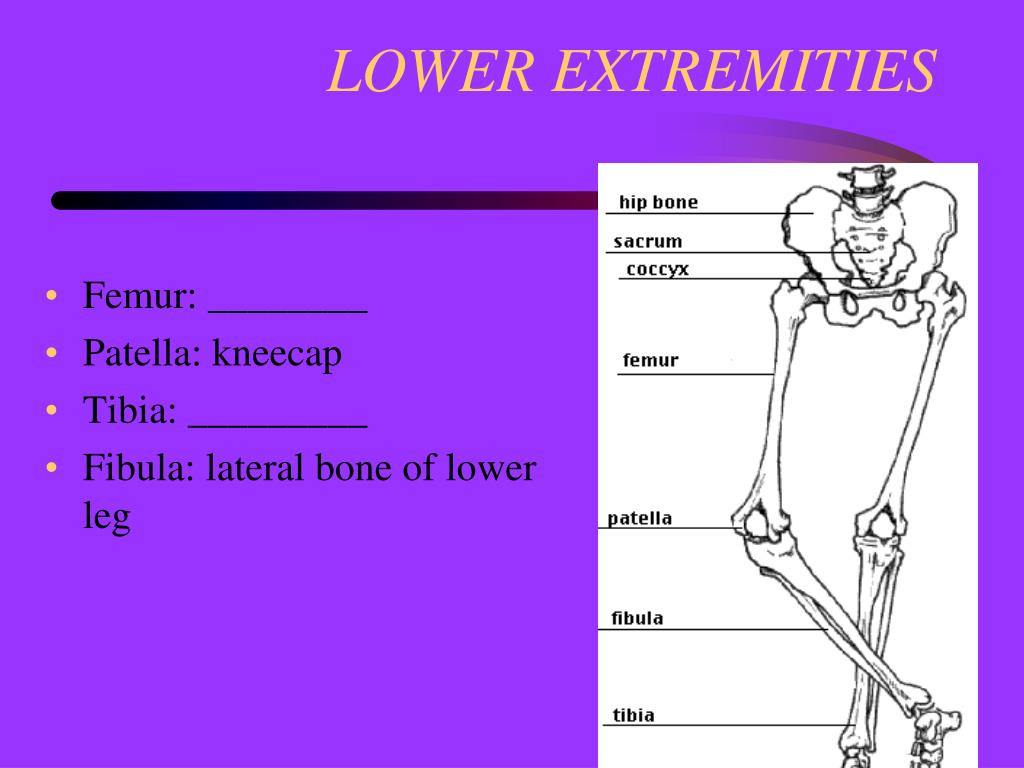 PPT Skeletal System PowerPoint Presentation, free download ID1106359