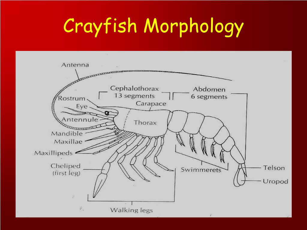 PPT Subphylum Crustacea PowerPoint Presentation, free download ID