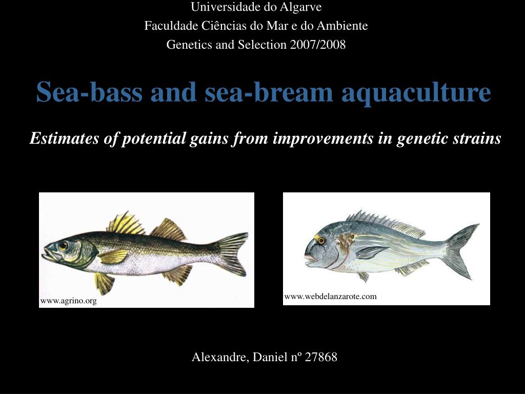 PPT Seabass and seabream aquaculture Estimates of potential gains