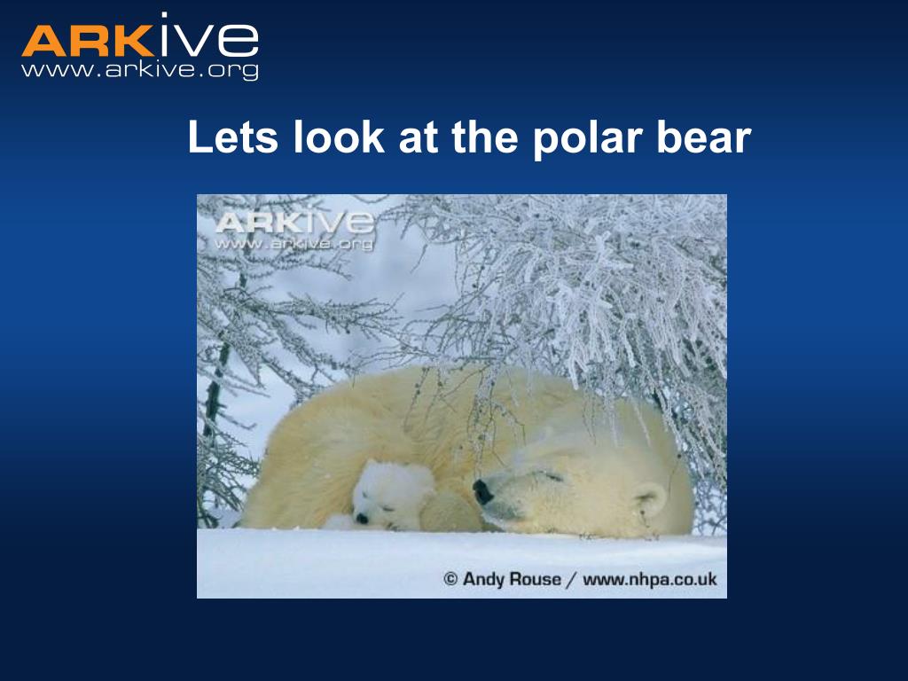 PPT ARKive School Museum What are endangered species and why are they