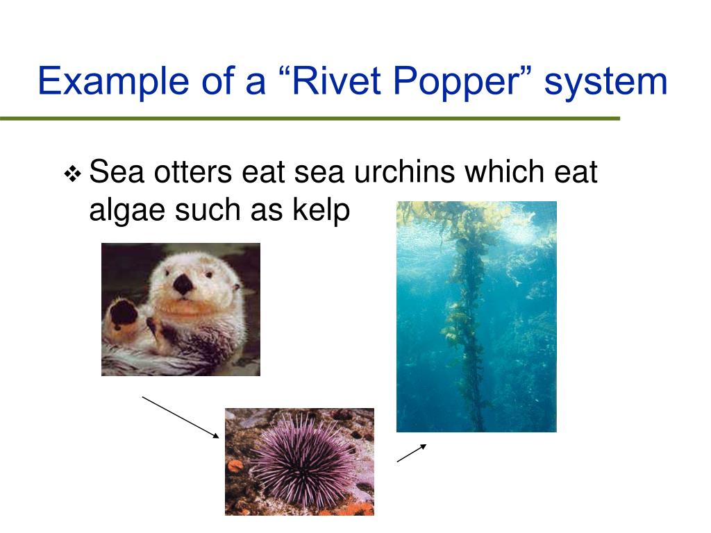 PPT Evolution and Extinction PowerPoint Presentation, free download