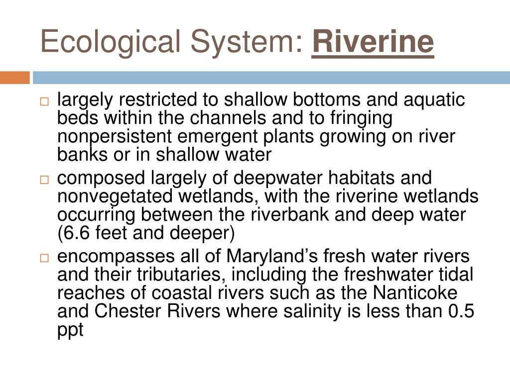 PPT Wetlands Part II PowerPoint Presentation, free download ID1108613
