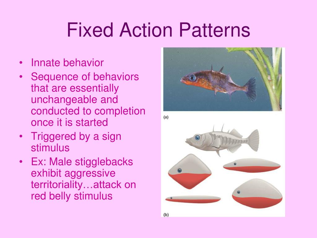 PPT ANIMAL BEHAVIOR PowerPoint Presentation, free download ID1108636