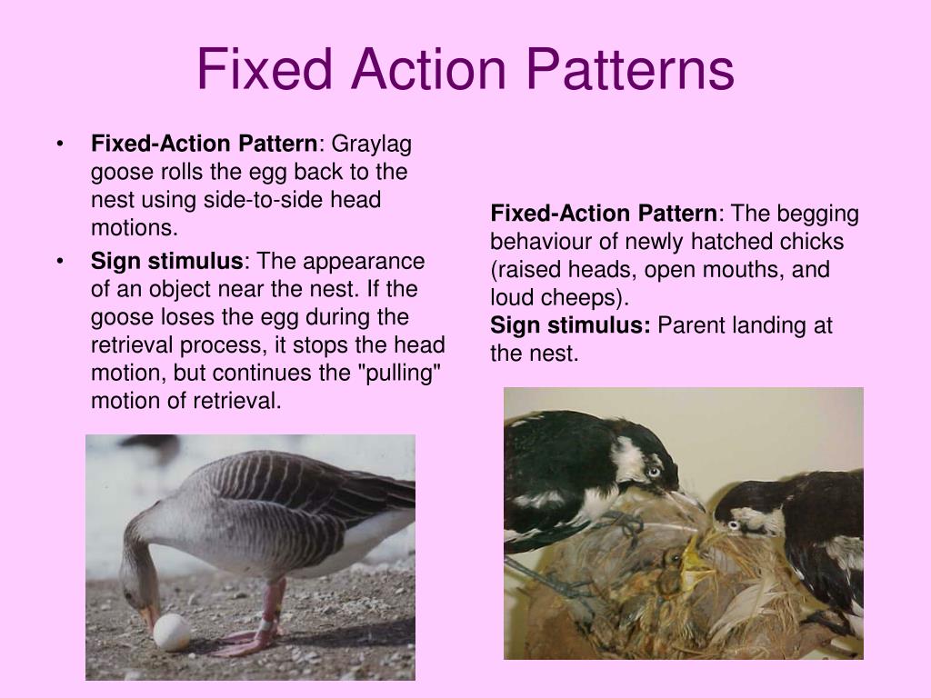 PPT ANIMAL BEHAVIOR PowerPoint Presentation, free download ID1108636