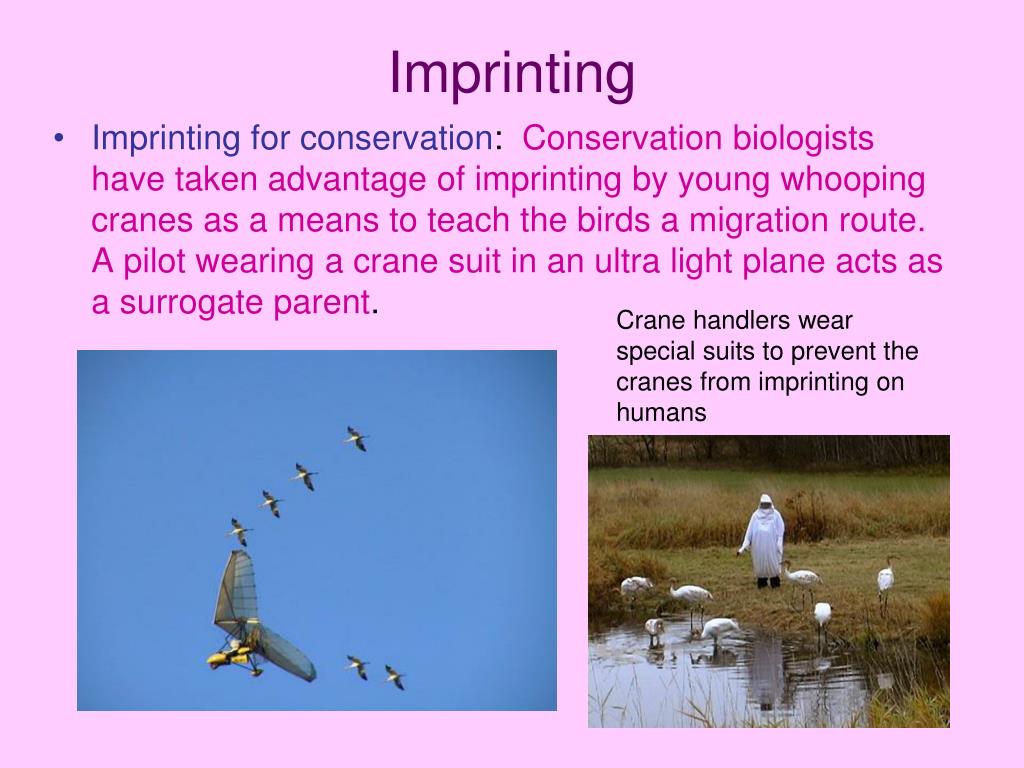 PPT ANIMAL BEHAVIOR PowerPoint Presentation, free download ID1108636