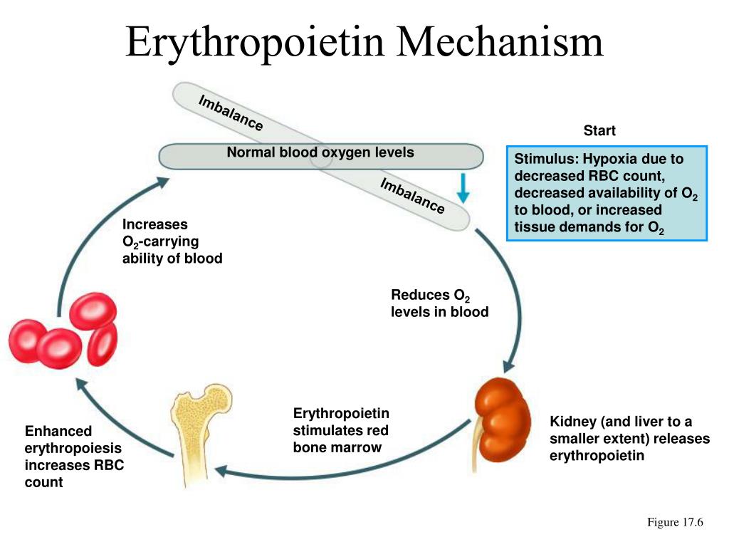 PPT Blood PowerPoint Presentation, free download ID1113262